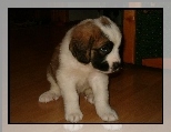 Ma�y, Piesek